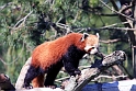 roed panda IMG_5036